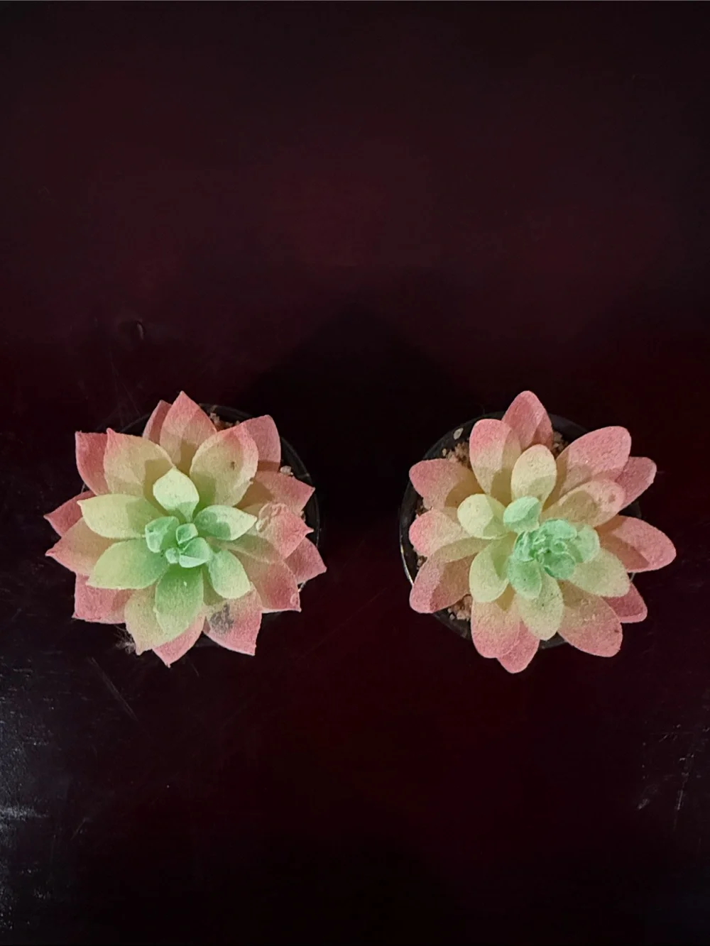 Artificial Succulent Plant in Pink and Green - Home Accents